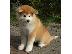PoulaTo: κουτάβι Akita Inu